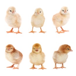 Image of Collage with small cute baby chickens isolated on white