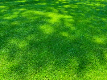 Beautiful view of green grass in garden on sunny day