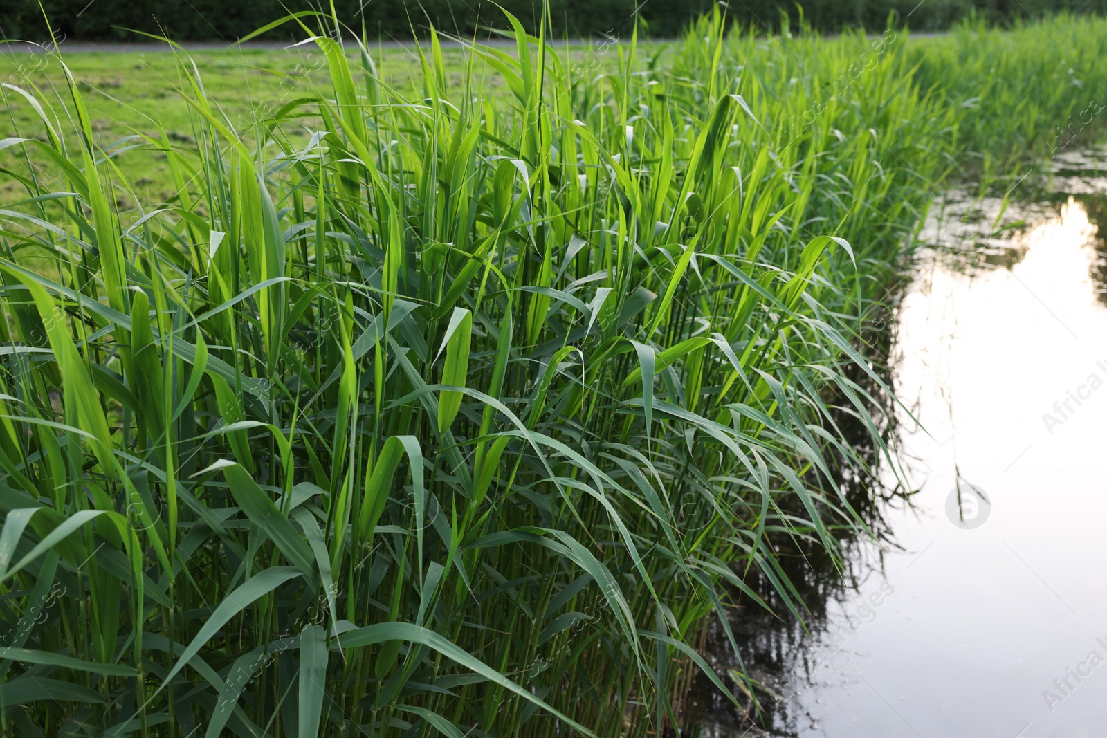 Photo of View of green reeds growing near channel outdoors