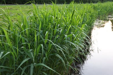 Photo of View of green reeds growing near channel outdoors