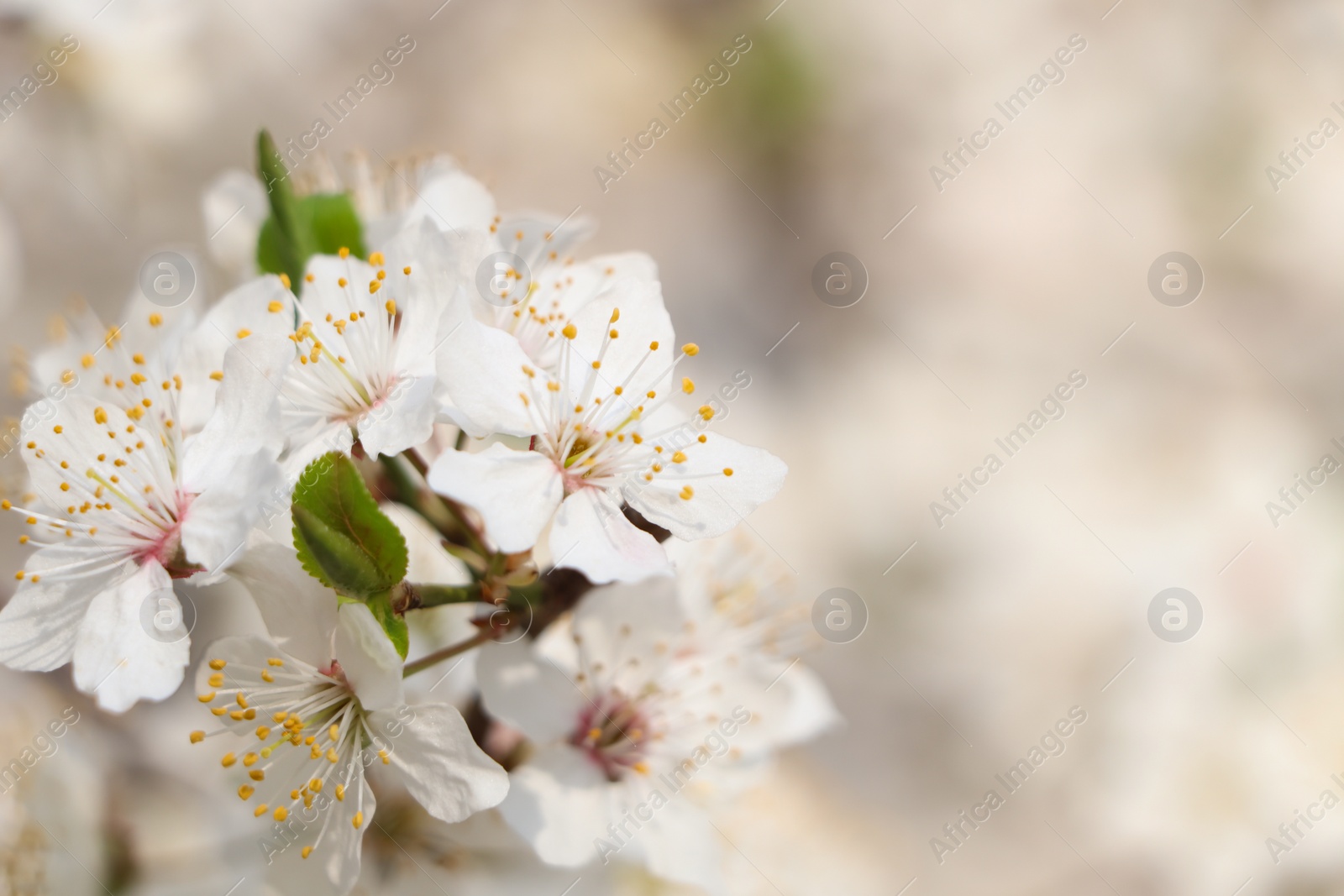 Photo of White blossoms of cherry tree on blurred background, closeup with space for text. Spring season