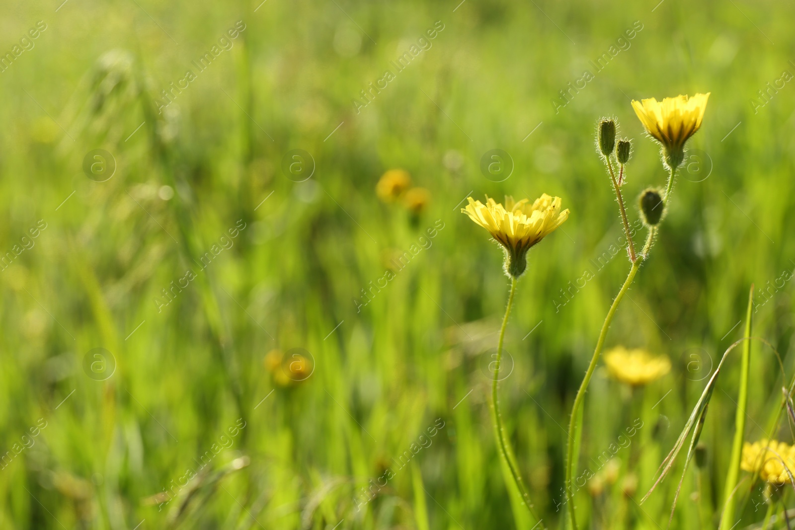 Photo of Beautiful flowers growing in meadow on sunny day, space for text