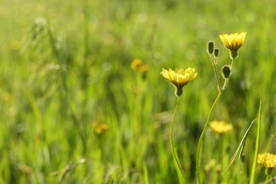 Photo of Beautiful flowers growing in meadow on sunny day, space for text