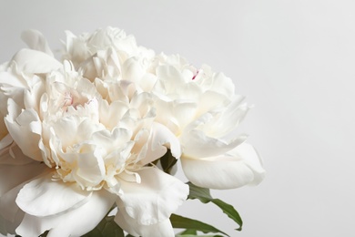 Photo of Beautiful blooming peony flower on white background, closeup