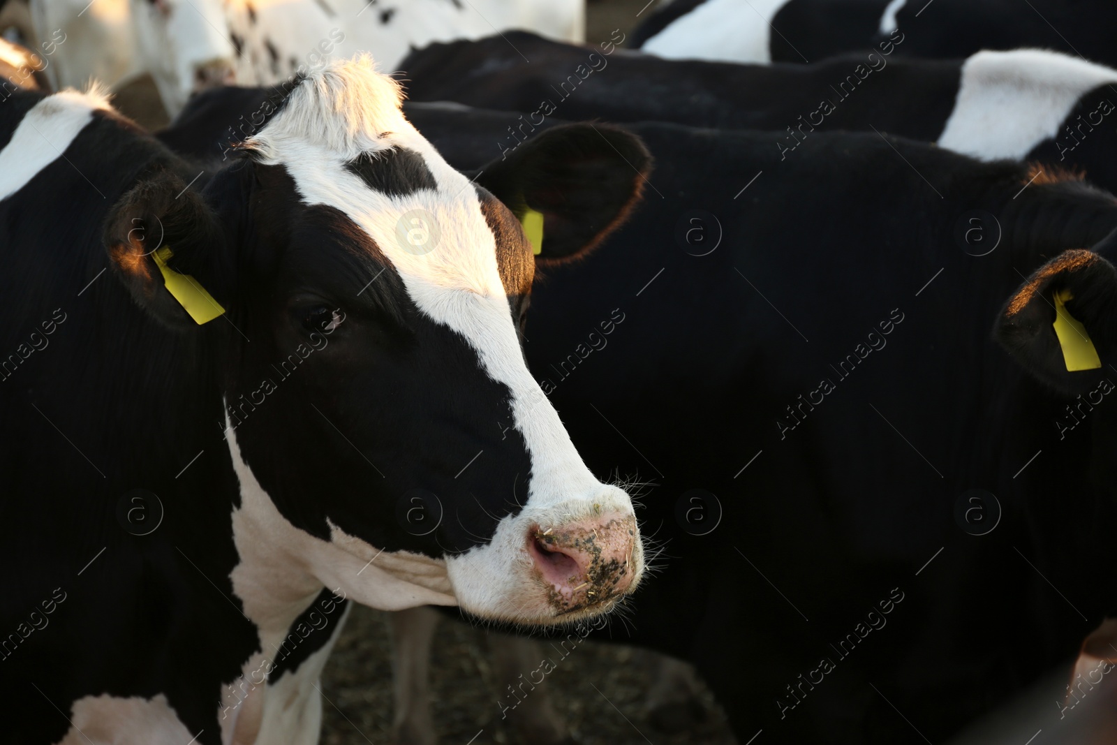 Photo of Pretty cows outdoors on sunny day, closeup. Animal husbandry