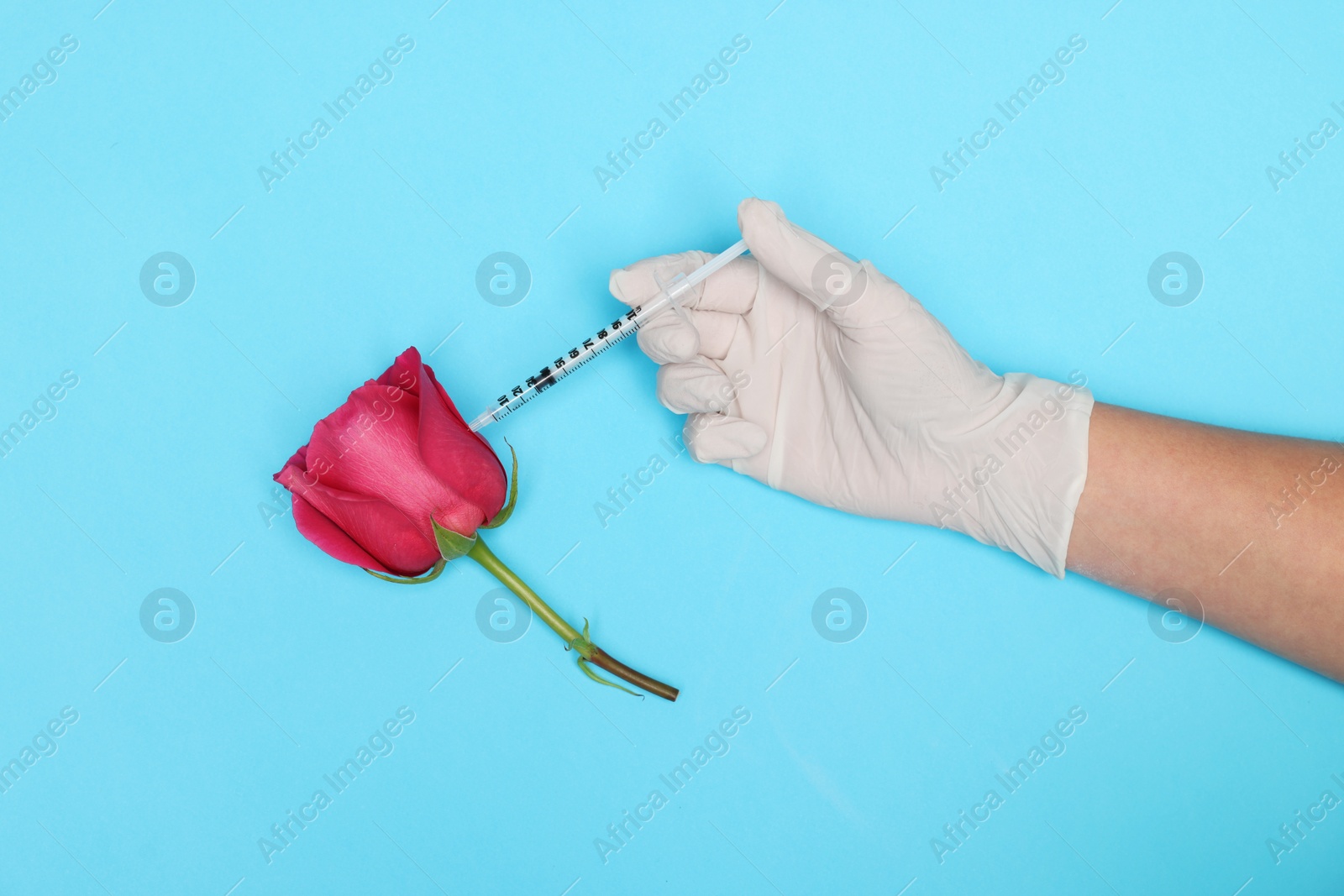 Photo of Doctor making injection to rose on light blue background, top view