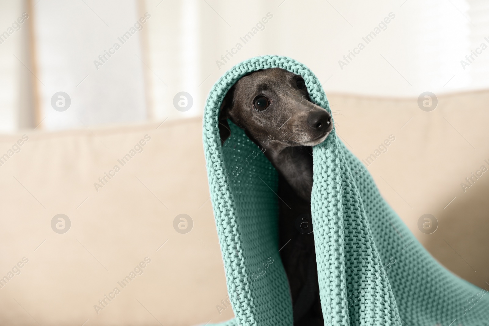 Photo of Italian Greyhound dog covered with plaid on sofa at home