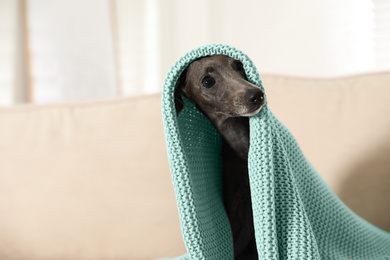 Photo of Italian Greyhound dog covered with plaid on sofa at home