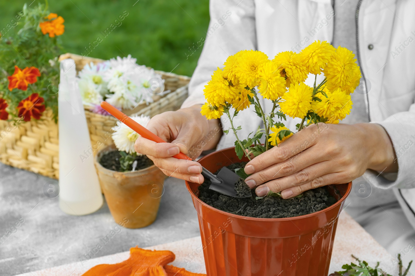 Photo of Woman transplanting flowers into pot at table outdoors, closeup