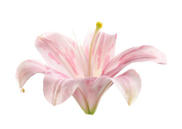 Image of Beautiful blooming pink lily flower isolated on white