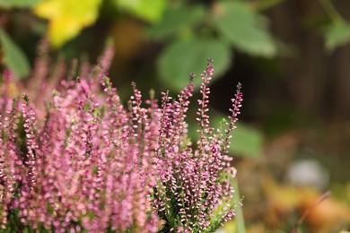 Heather shrub with beautiful flowers outdoors. Space for text