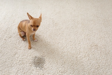 Photo of Adorable Chihuahua dog near wet spot on carpet indoors. Space for text