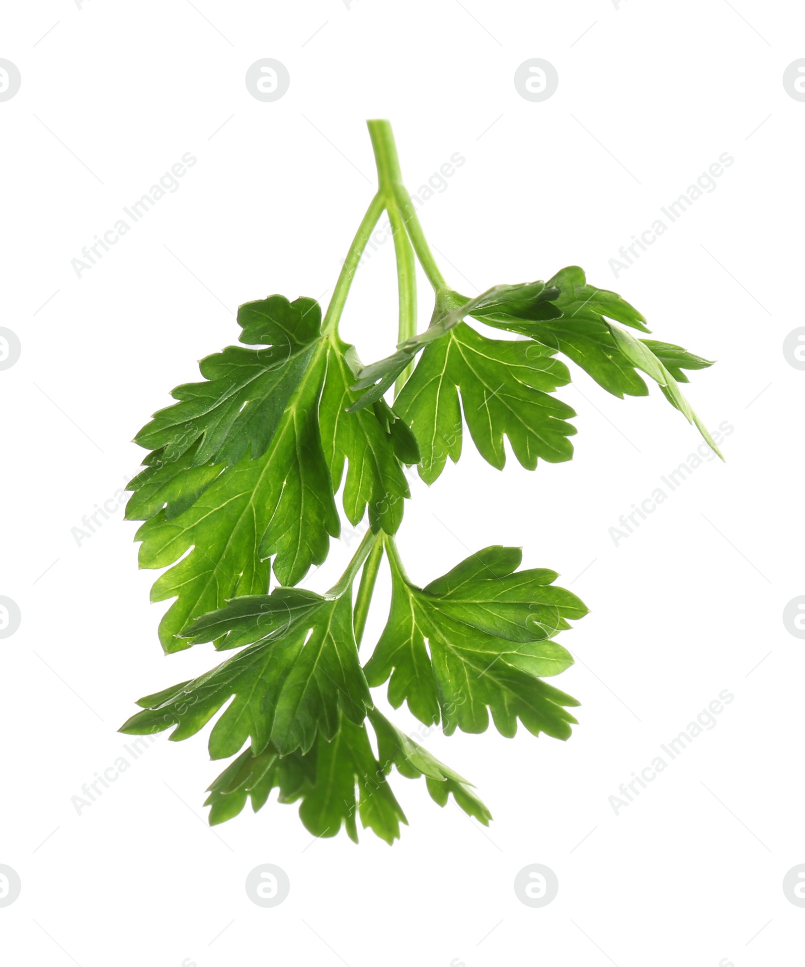 Photo of Leaves of fresh tasty parsley on white background