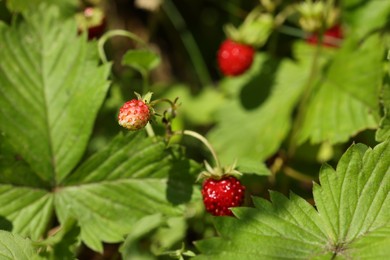 Small wild strawberries growing on stems outdoors, closeup