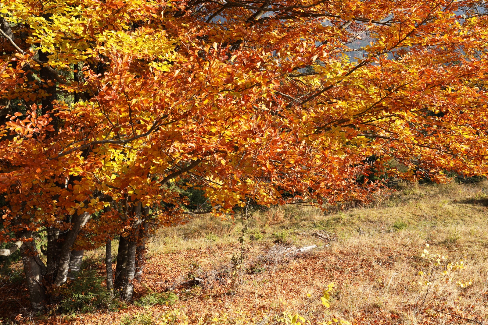 Photo of Beautiful trees with colorful leaves outdoors on sunny autumn day