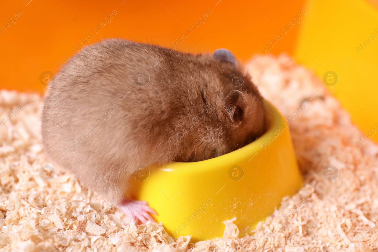 Photo of Cute little fluffy hamster eating in cage