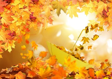 Image of Autumn magic. Golden leaves flying out of yellow umbrella outdoors