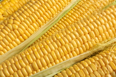 Photo of Tasty sweet corn cobs as background, closeup