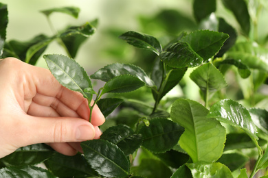 Photo of Farmer picking green tea leaves, closeup view