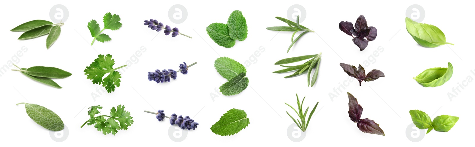 Image of Collection of different aromatic herbs on white background. Banner design