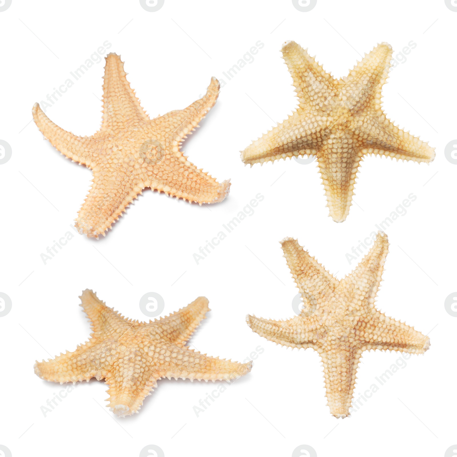 Image of Set with beautiful sea stars on white background