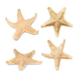 Image of Set with beautiful sea stars on white background