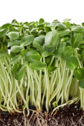 Photo of Fresh organic microgreen in soil on white background, closeup