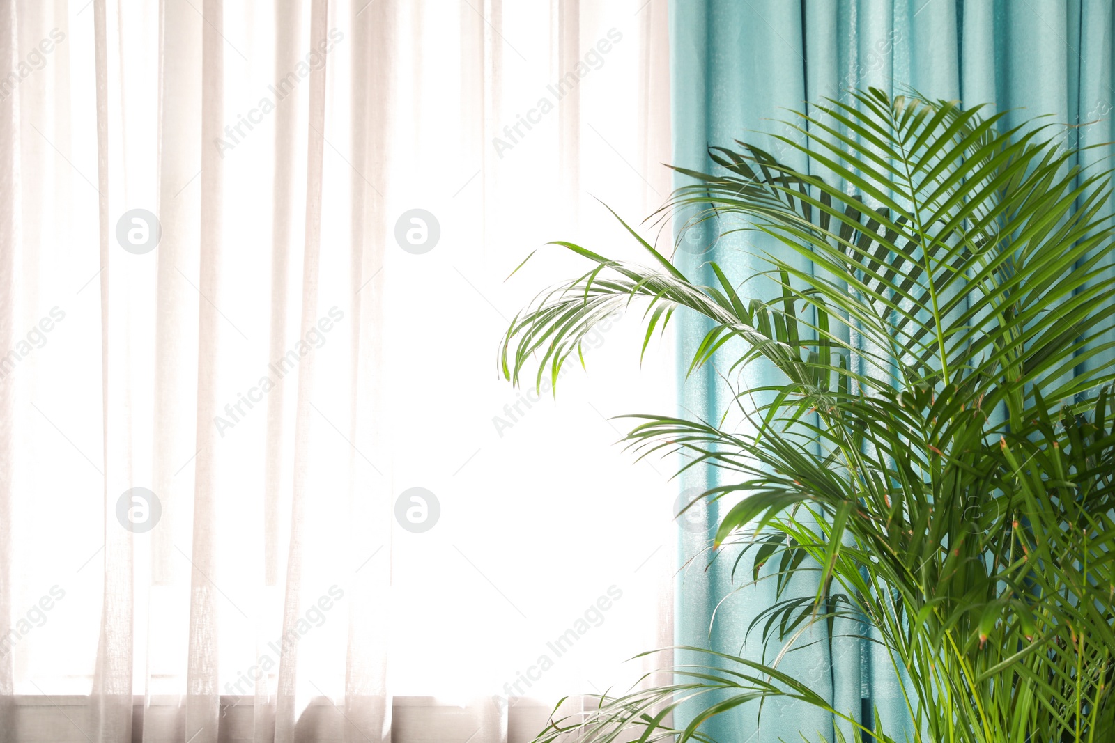Photo of Beautiful plant near window with elegant curtains in room