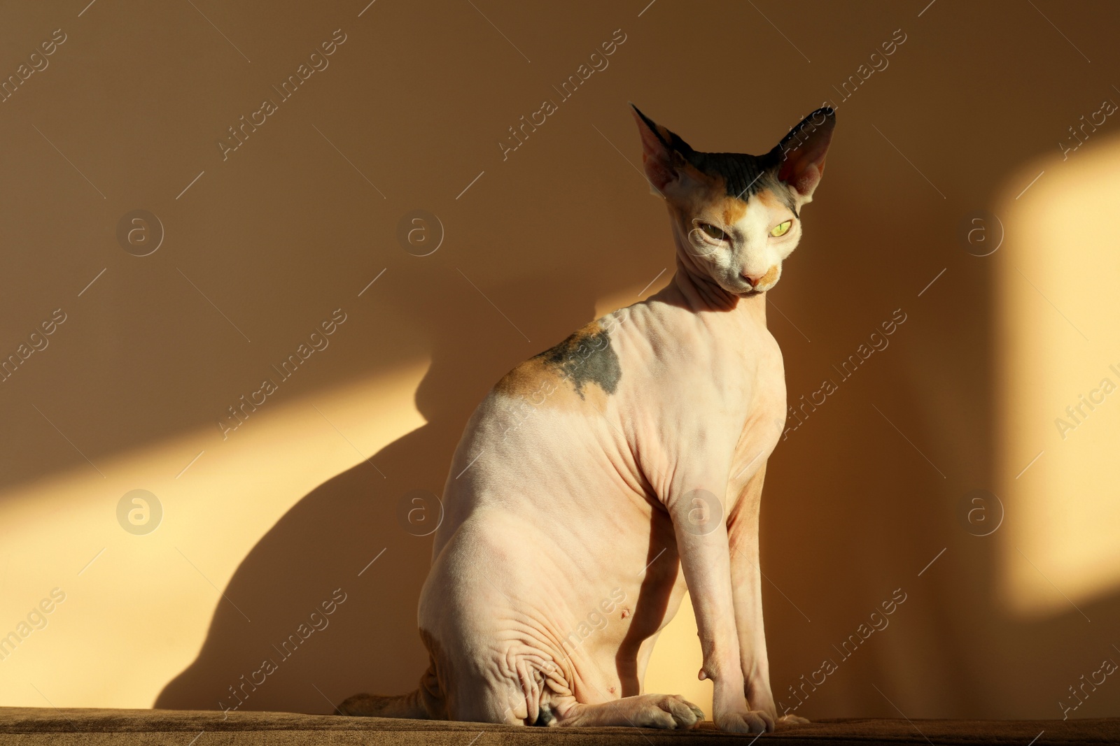 Photo of Adorable Sphynx cat on sofa near beige wall. Cute pet