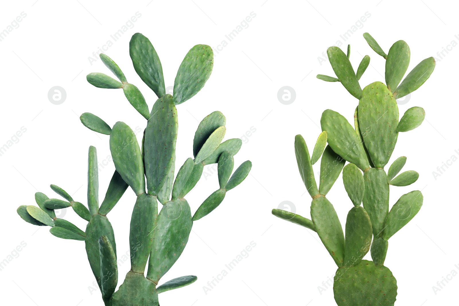 Image of Collage with beautiful cactuses on white background