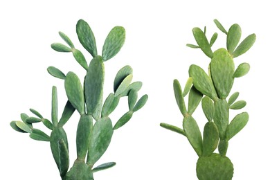 Image of Collage with beautiful cactuses on white background