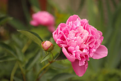 Photo of Beautiful blooming pink peony outdoors, closeup view