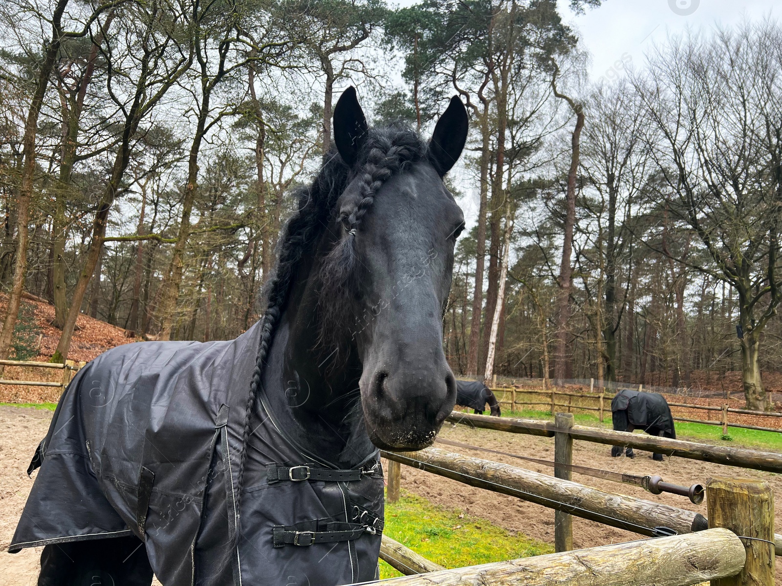 Photo of Beautiful black horse with blanket in enclosure outdoors