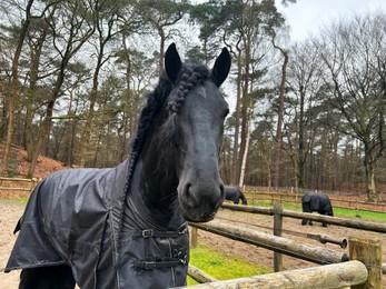 Beautiful black horse with blanket in enclosure outdoors