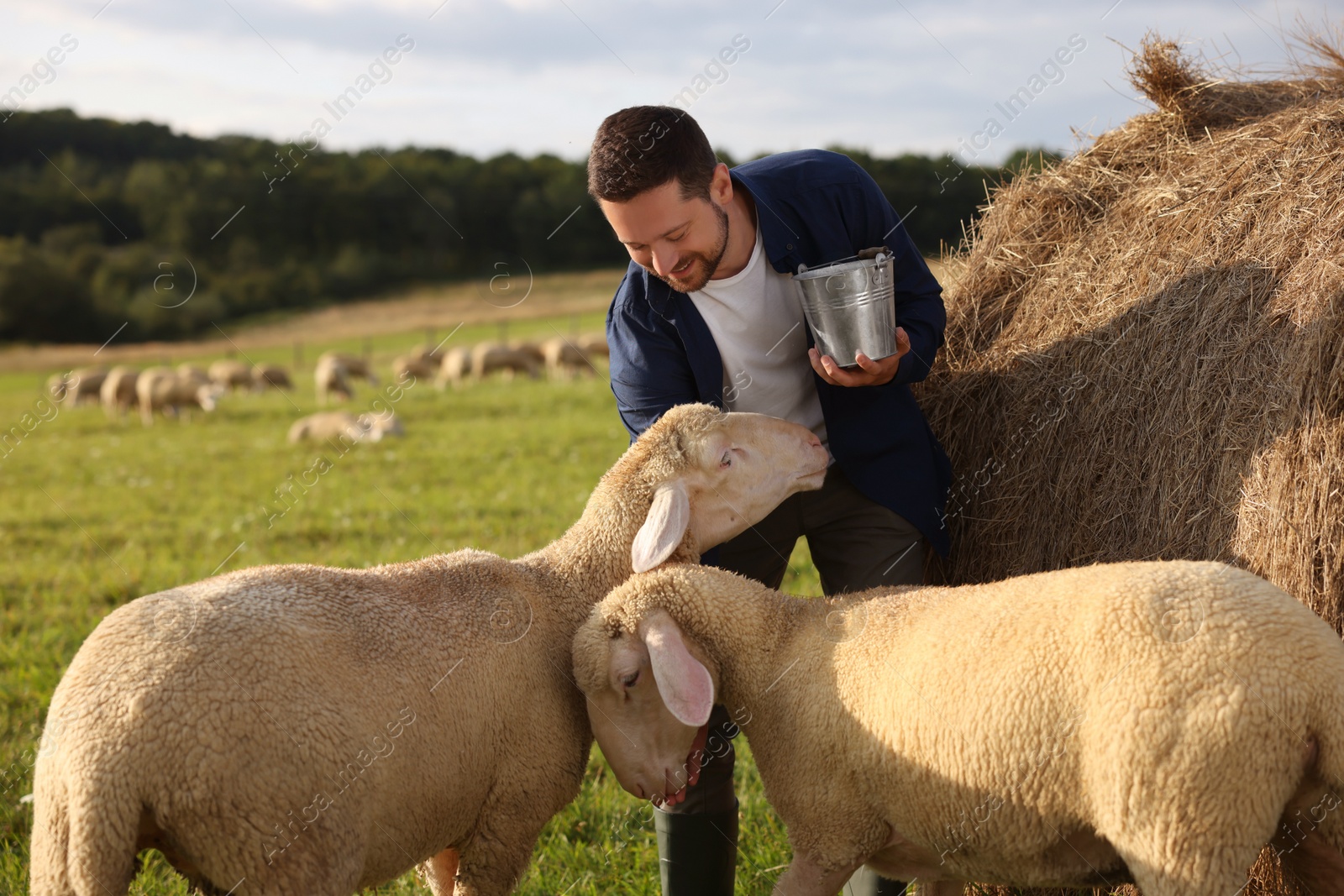 Photo of Smiling man with bucket feeding sheep near hay bale on animal farm