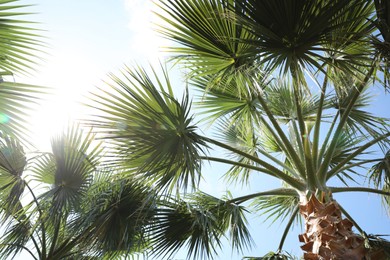 Beautiful palm trees outdoors on sunny summer day, low angle view