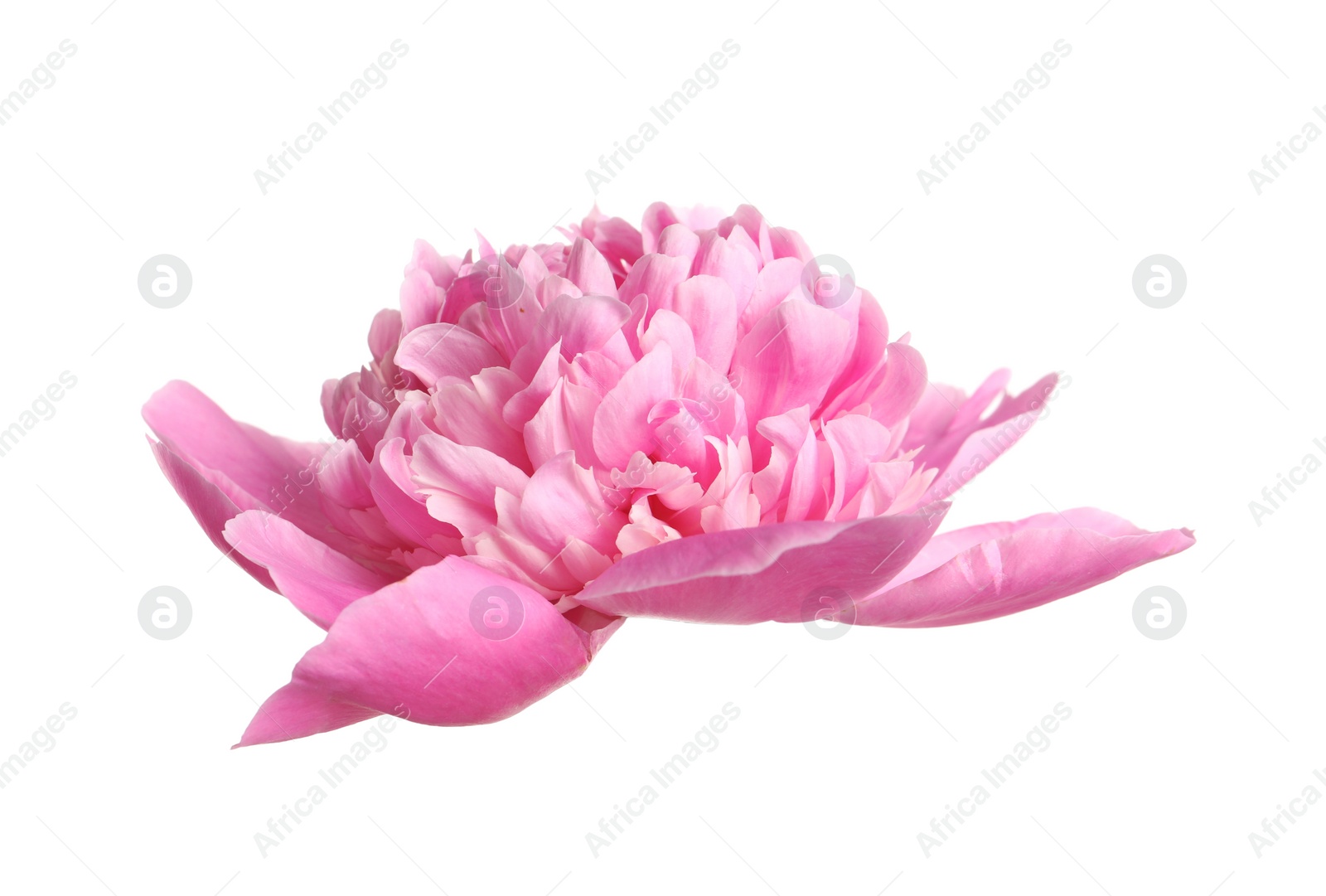 Photo of Beautiful fresh peony flower on white background