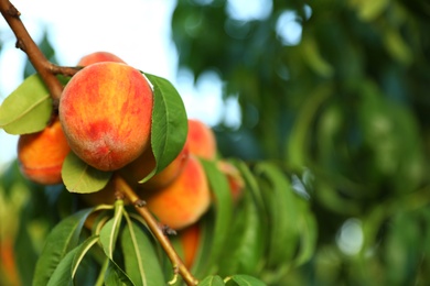 Photo of Fresh ripe peaches on tree in garden