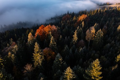 Image of Aerial view of trees covered with hoarfrost in morning. Misty autumn forest. Drone photography