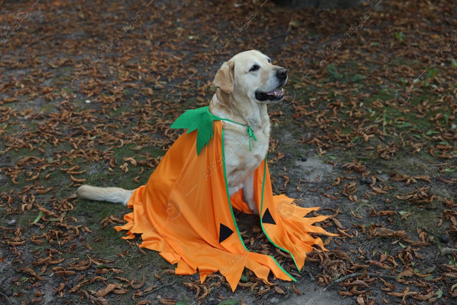 Photo of Cute Labrador Retriever dog wearing Halloween costume sitting in autumn park