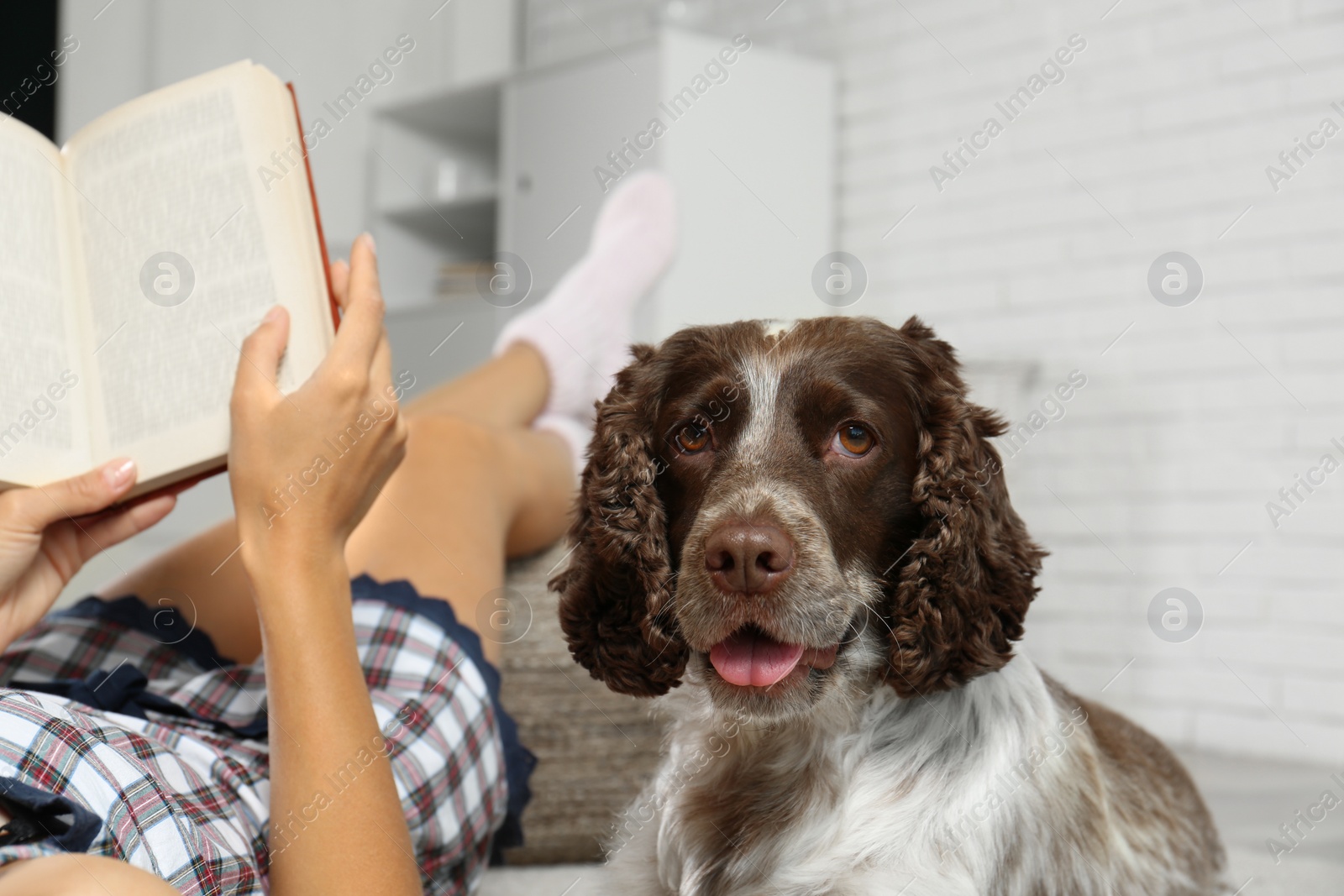 Photo of Adorable Russian Spaniel with owner indoors, closeup view