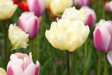 Beautiful tulip flowers growing in field, closeup