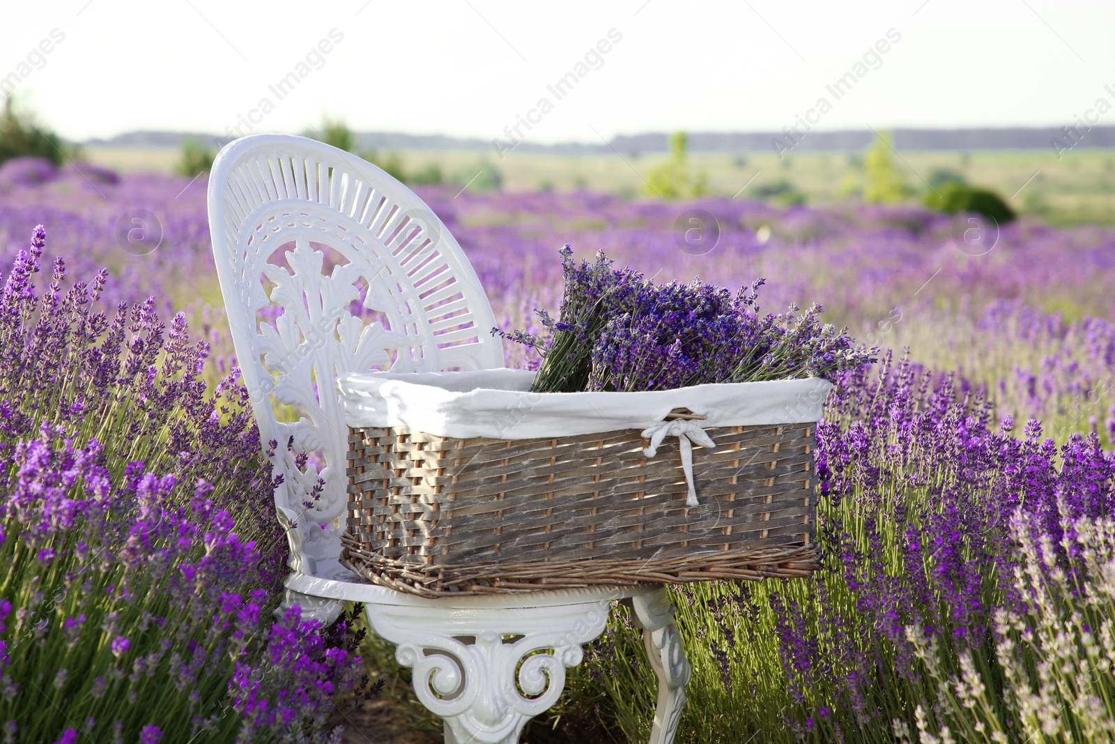 Photo of Wicker box with beautiful lavender flowers on chair in field outdoors