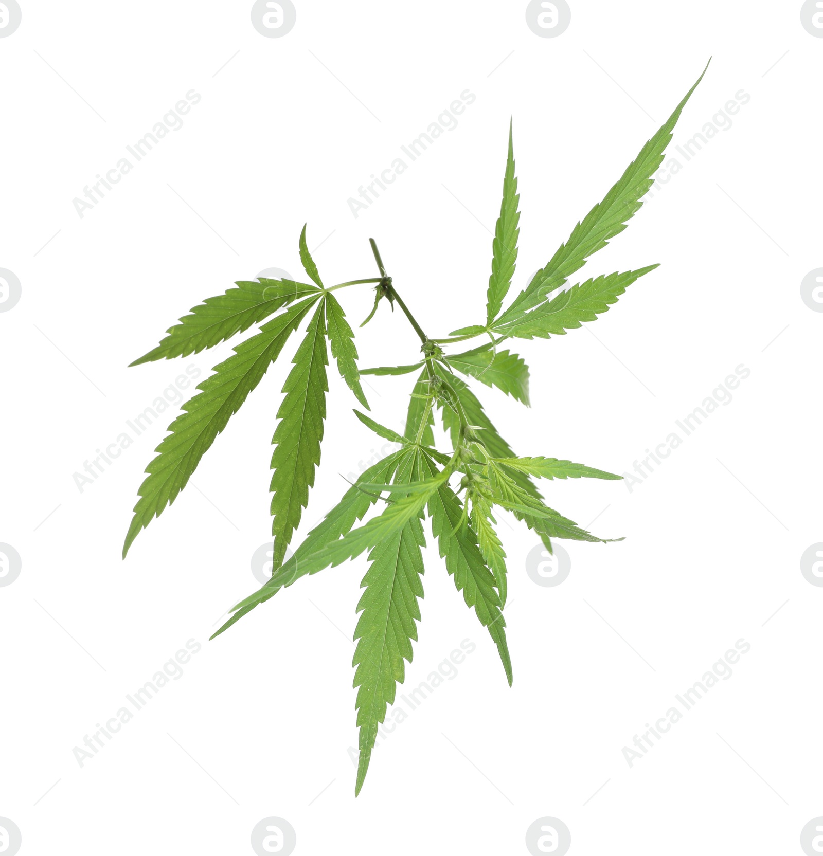 Photo of Lush green hemp plant isolated on white