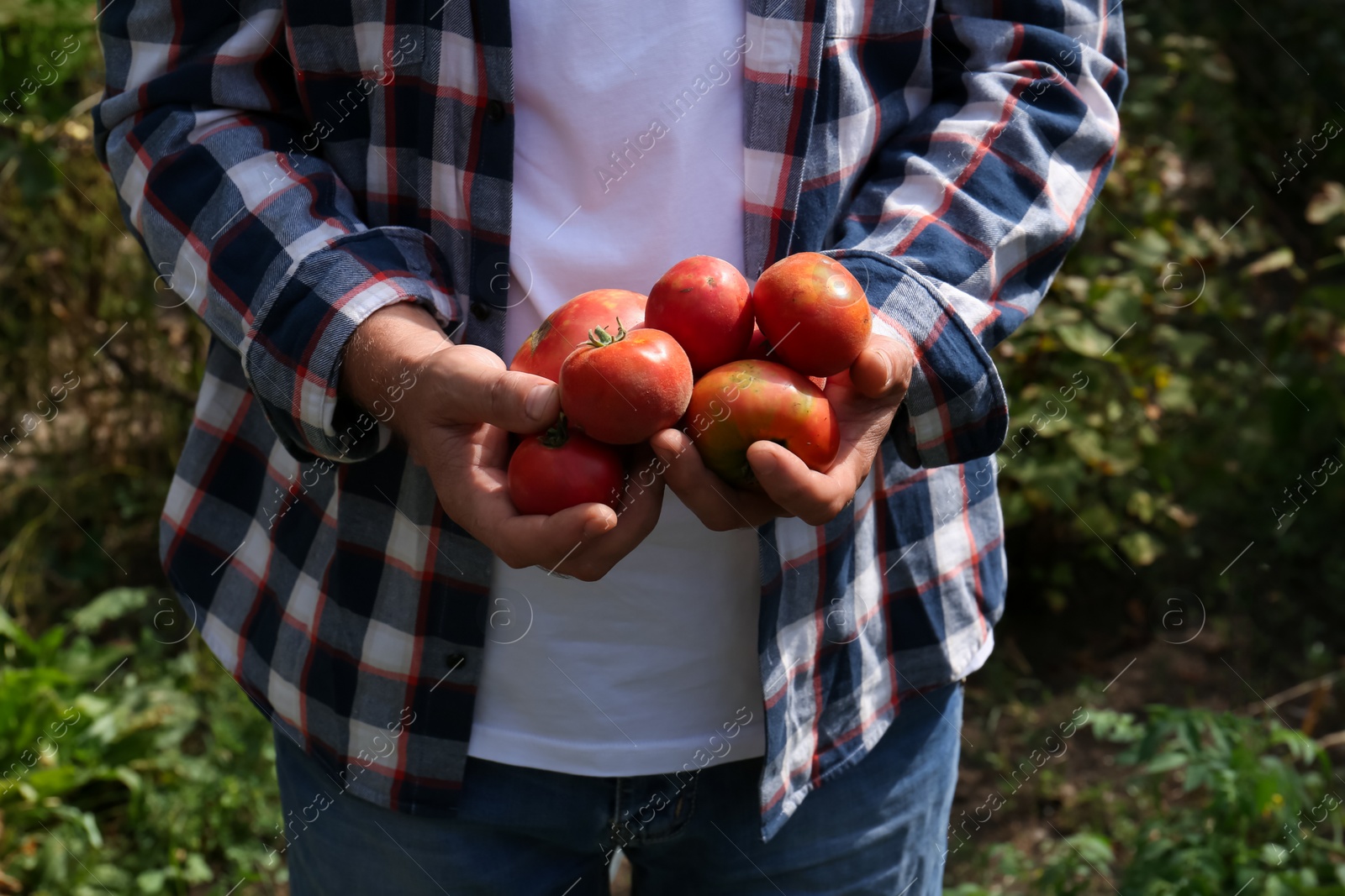 Photo of Man with red ripe tomatoes in garden, closeup