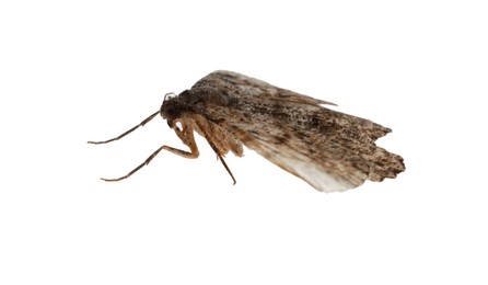 Single Alcis repandata moth isolated on white