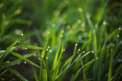 Photo of Young green grass with dew drops on spring morning, closeup