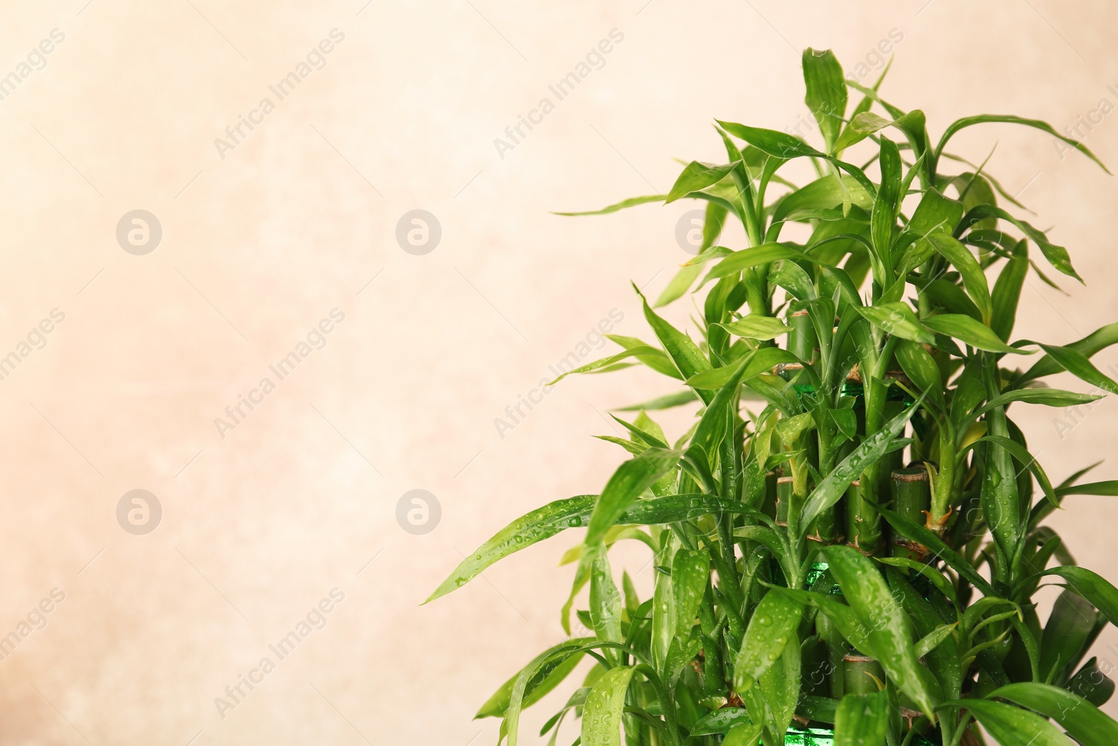 Photo of Green bamboo plant with leaves on color background. Space for text