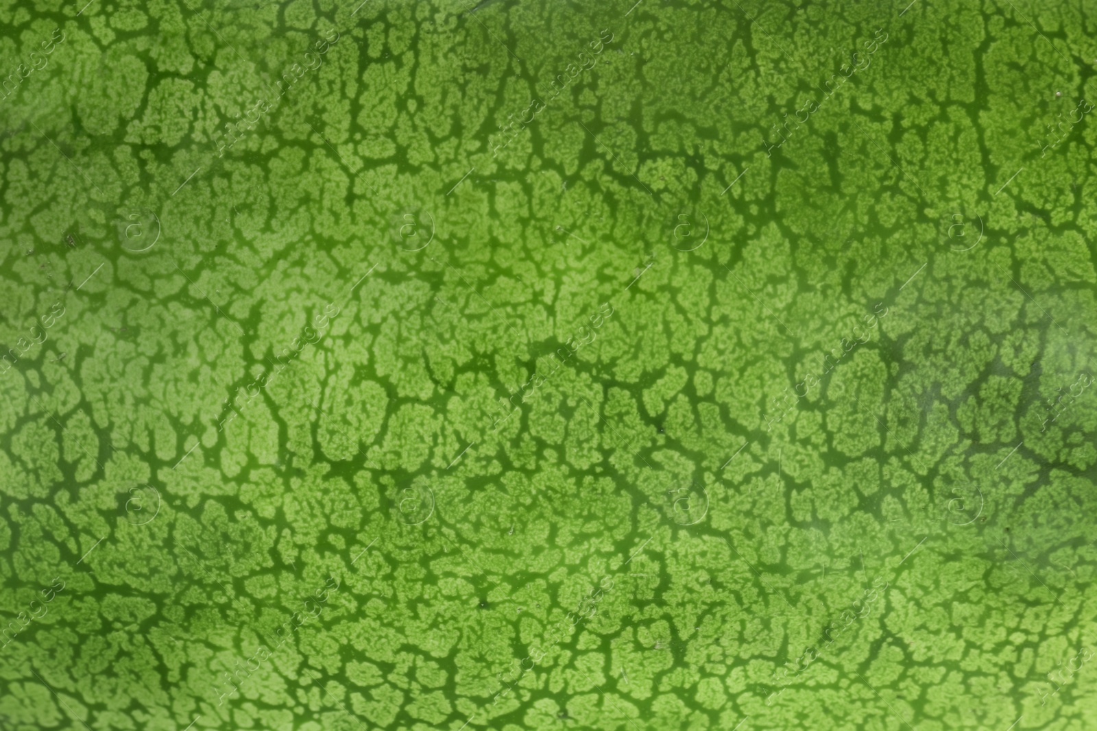 Photo of Delicious ripe Charleston grey watermelon as background, closeup