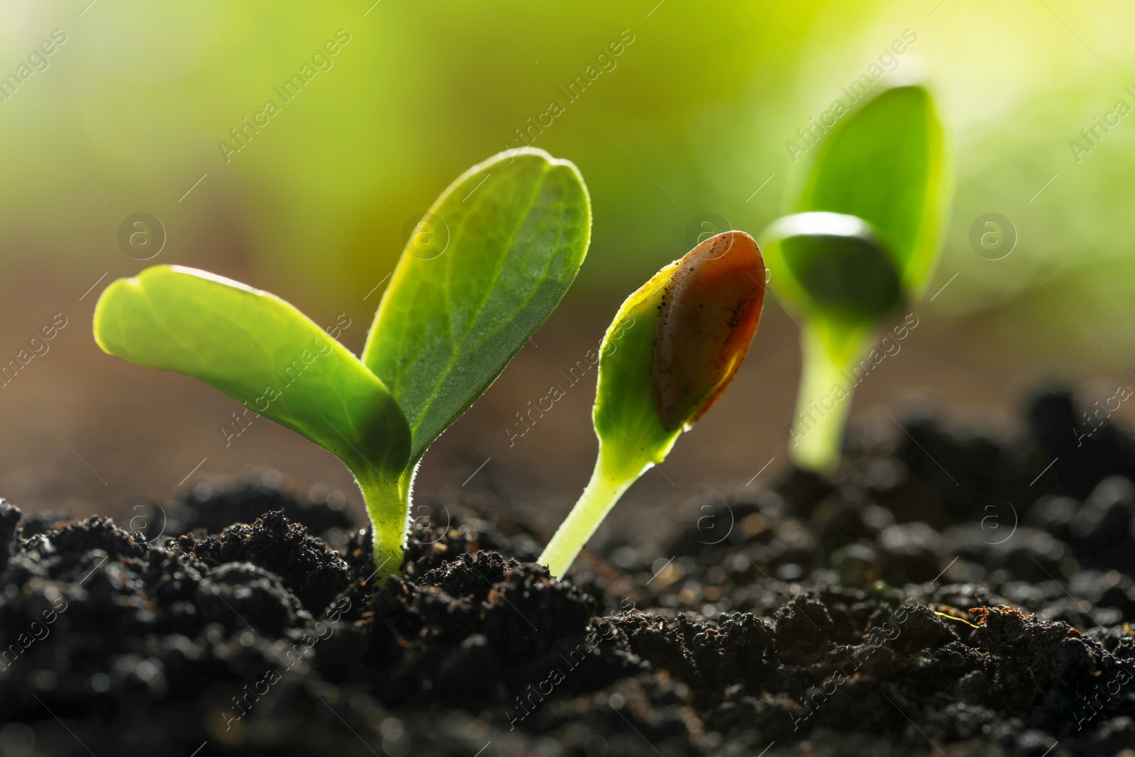 Photo of Young vegetable seedlings growing in soil outdoors, closeup